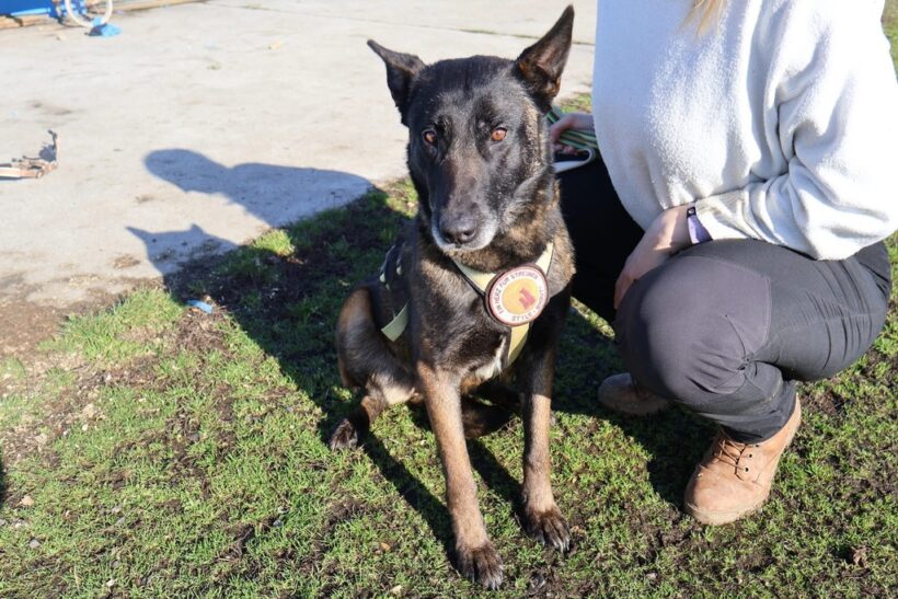 TINKERBELL TINKERBELL