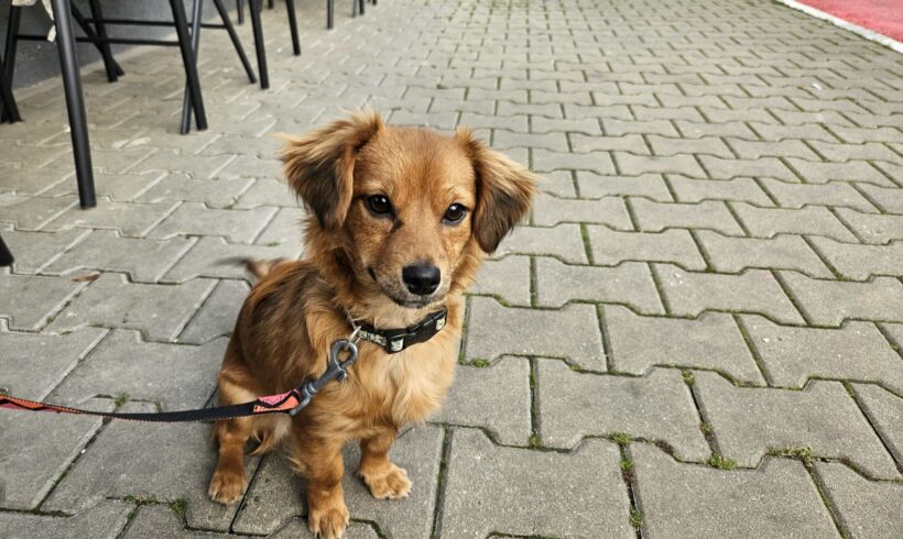 SHAKIRA – reserviert