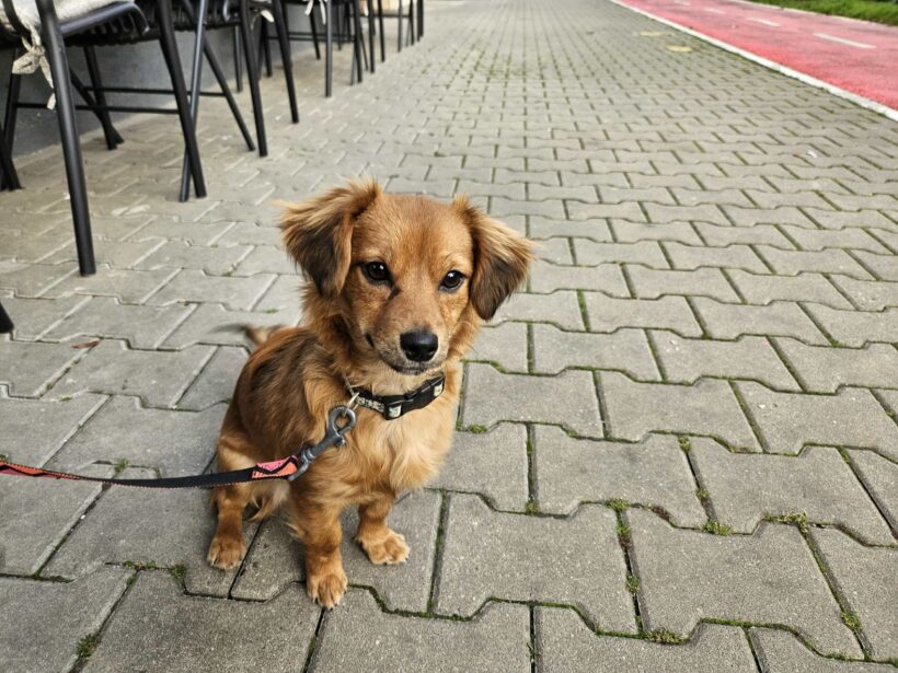 SHAKIRA – reserviert SHAKIRA – reserviert