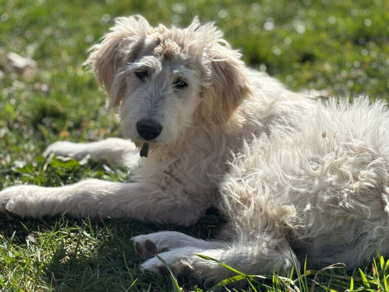 e106ef8b-dbbf-49e8-9421-31236f49f2ea