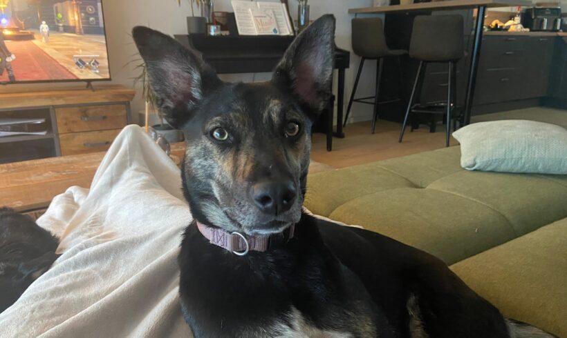 AMIKA