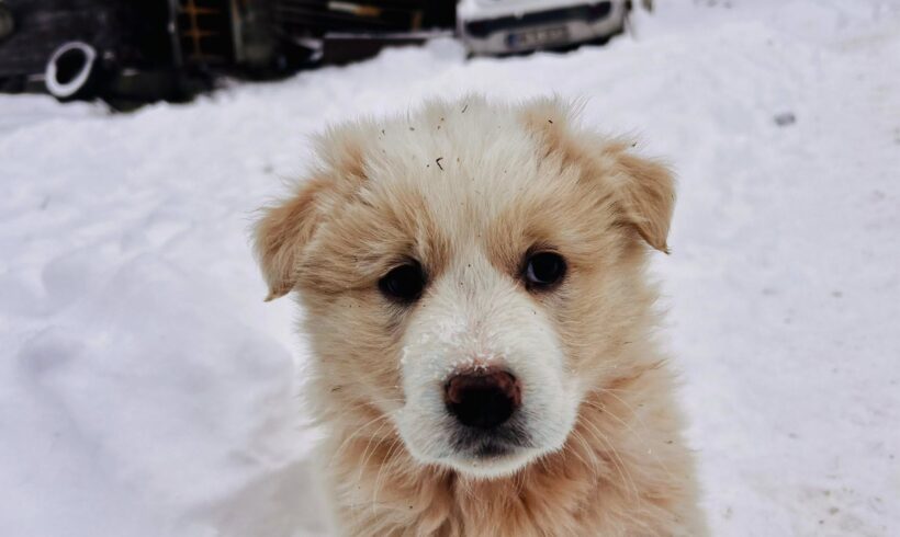SWEETIE