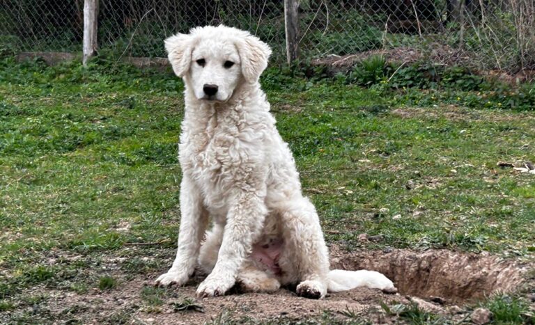 7382daaa-5c62-41cd-9f96-a83461da4c1b