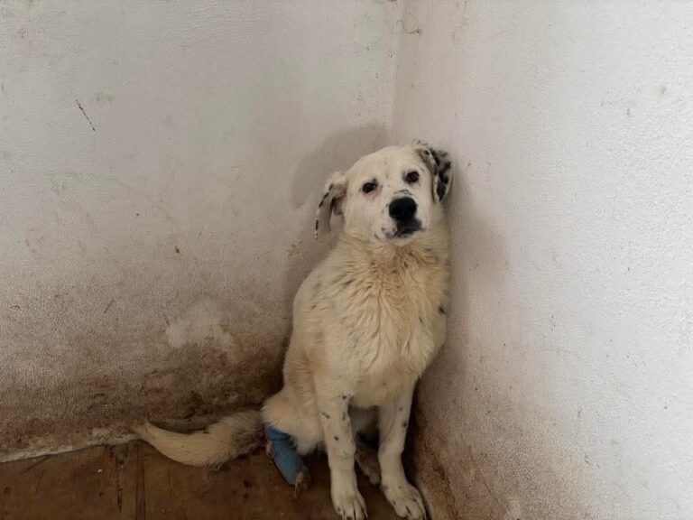 FB_IMG_1774865907848