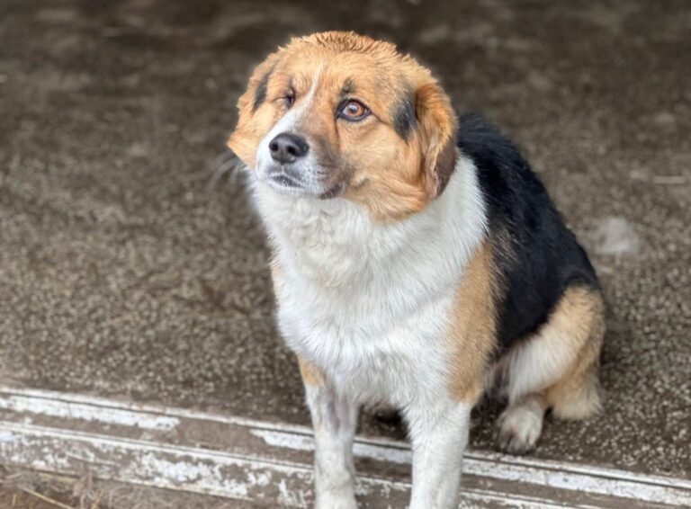 FB_IMG_1775288499667