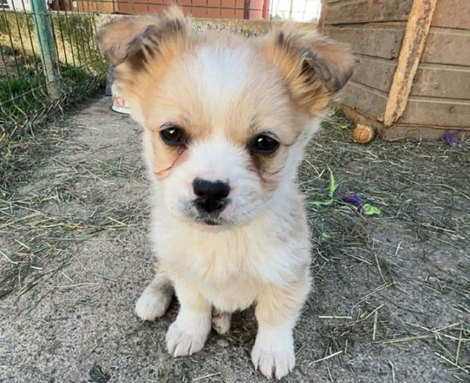 FB_IMG_1775375248046