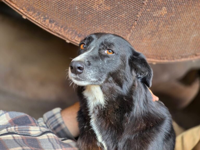 FB_IMG_1785915025728