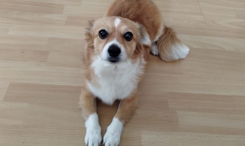NYLA