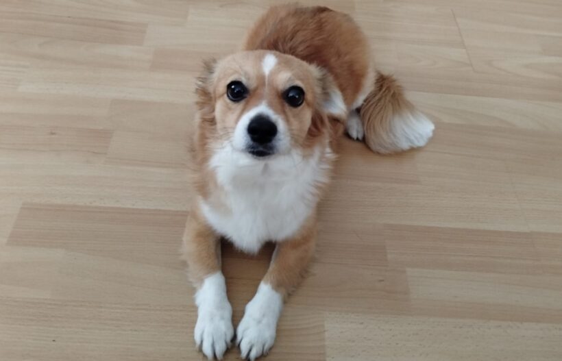 NYLA