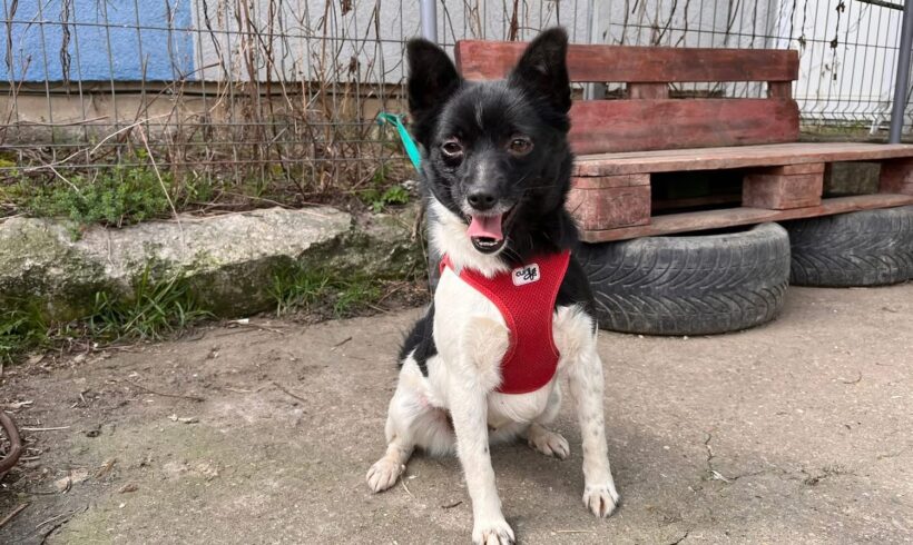 SAMIRA – reserviert