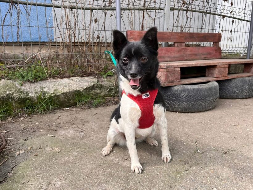 SAMIRA – reserviert