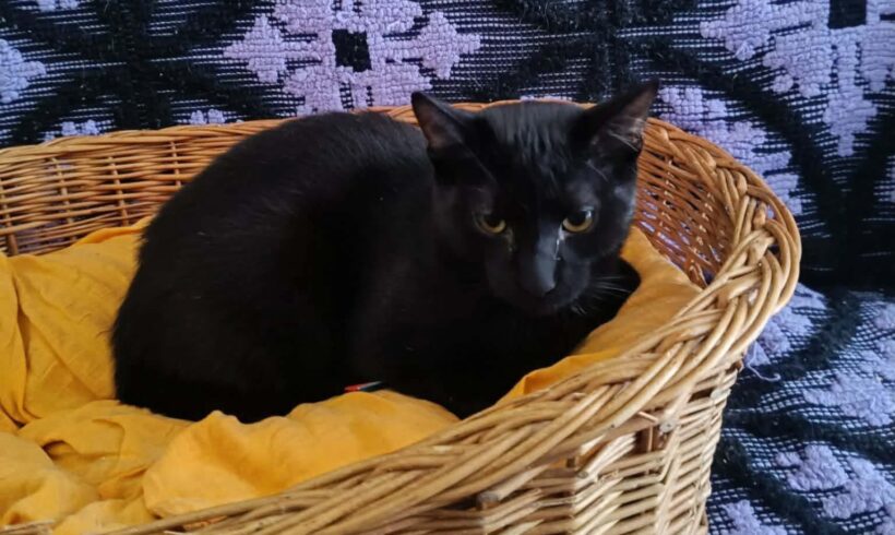 PANTHER