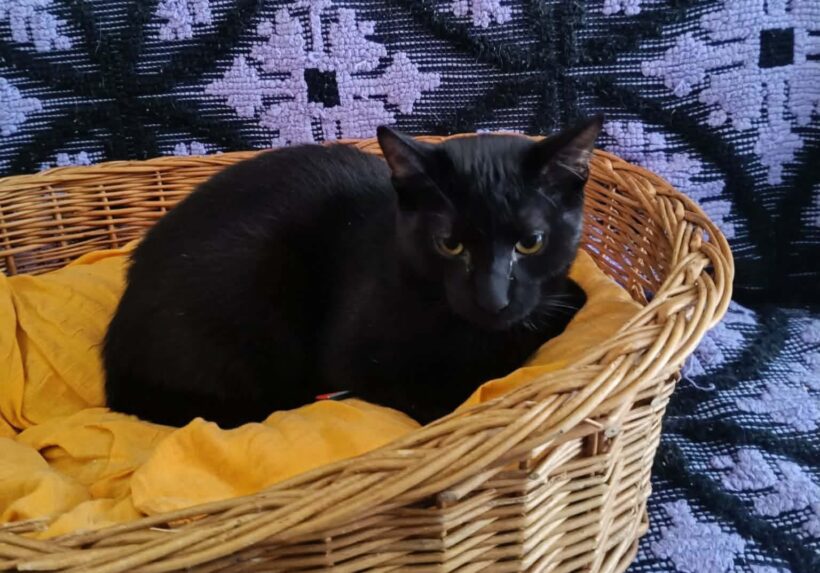 PANTHER PANTHER