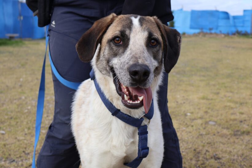 LUKE LUKE