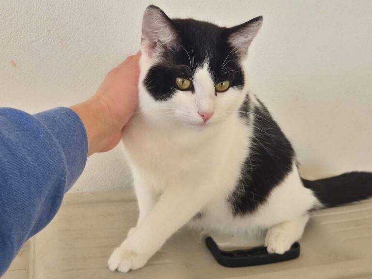 Mochi