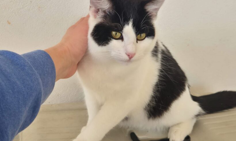 MOCHI