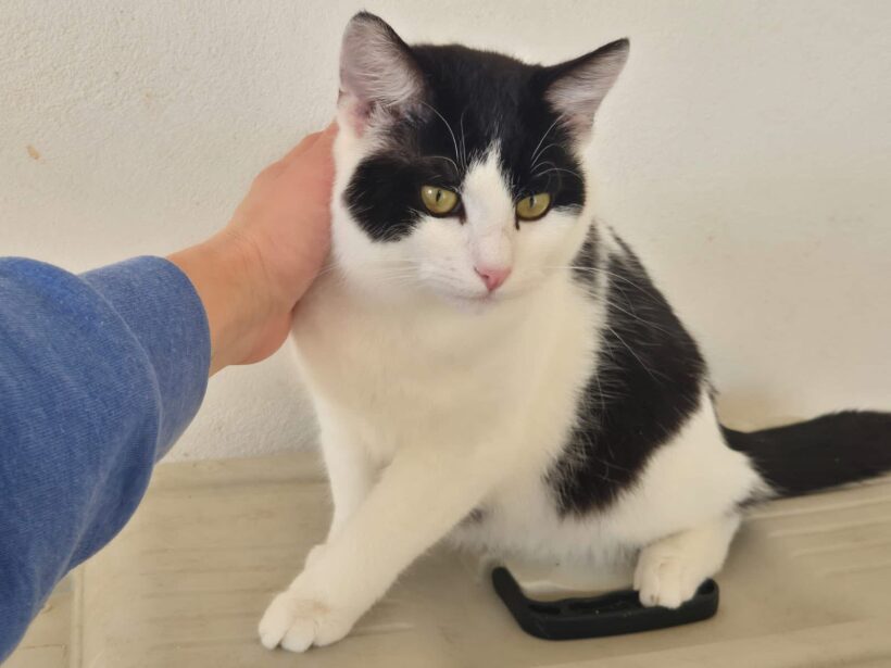 MOCHI