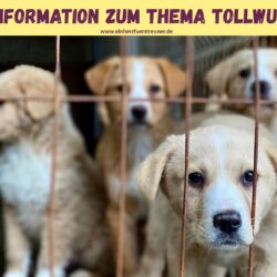 Tollwut in den Nachrichten – was heißt das für uns?