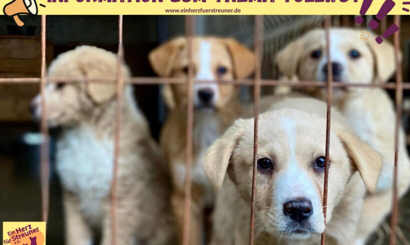 Tollwut in den Nachrichten – was heißt das für uns?