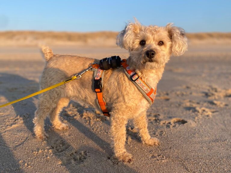 WhatsApp Image 2026-04-01 at 20.10