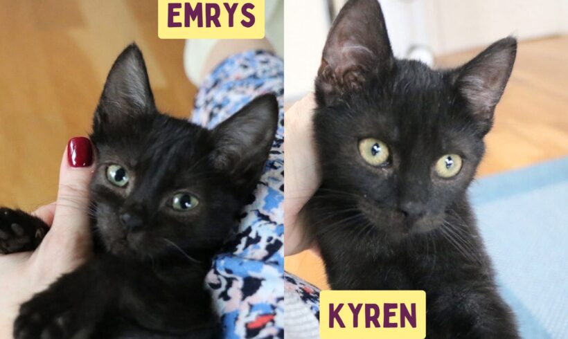 EMRYS & KYREN