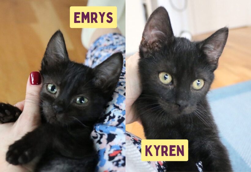 EMRYS & KYREN