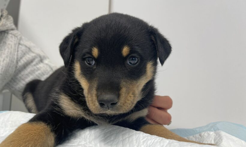 REMO