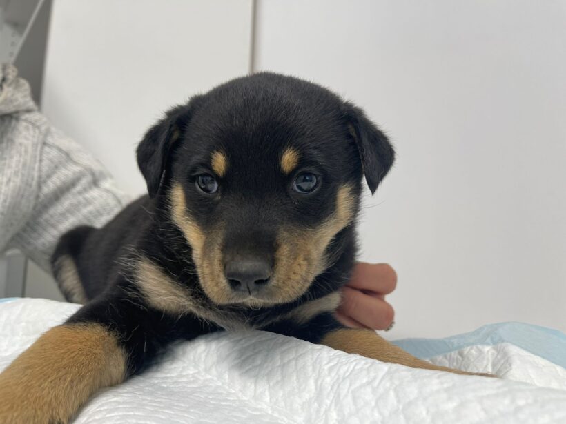 REMO
