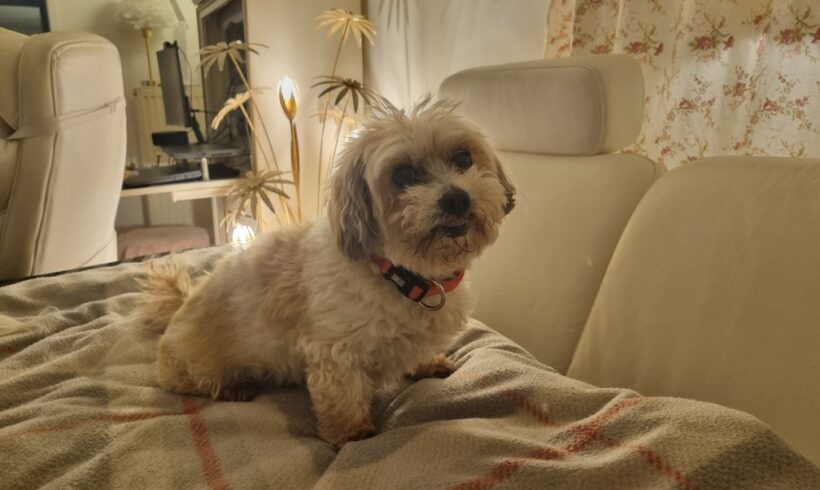 LOUIE