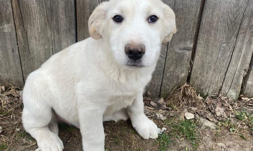 LENI