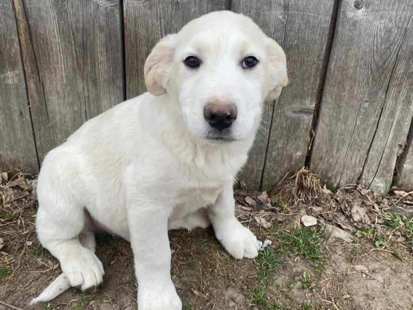LENI