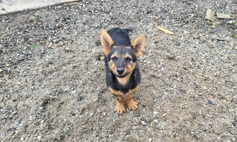 PIXIE – reserviert