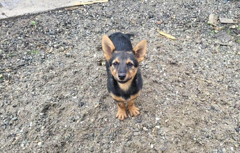 PIXIE – reserviert