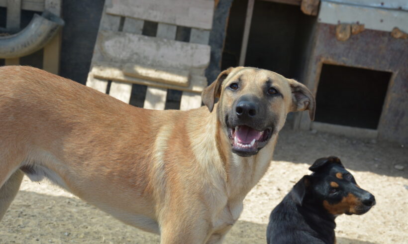 ASTOR
