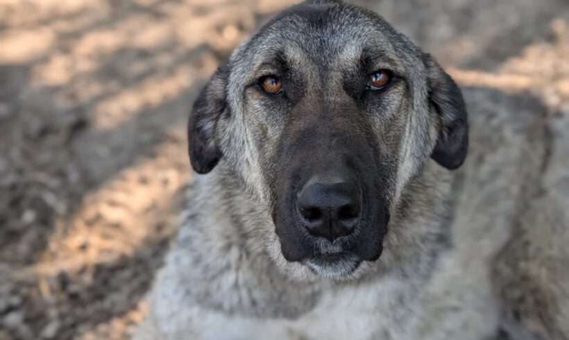 MAGGIE