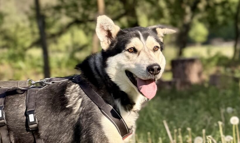 LUCA