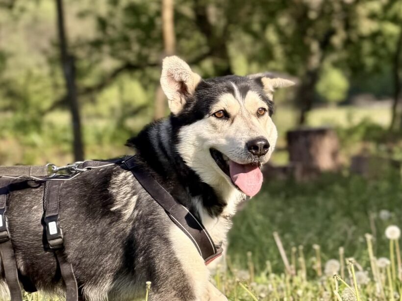 LUCA