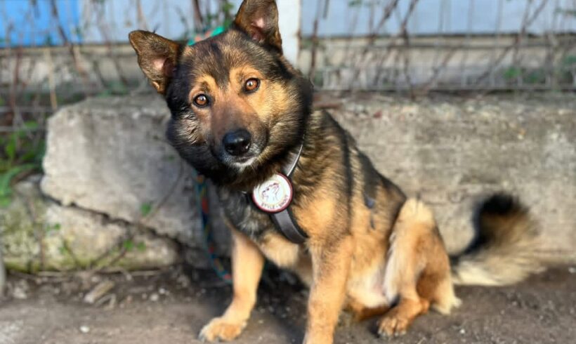 NIKO