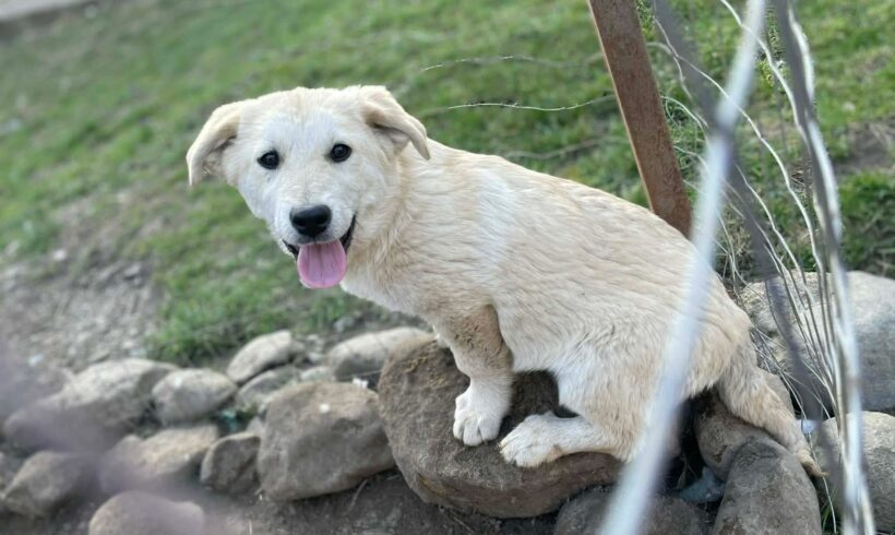 STELLA