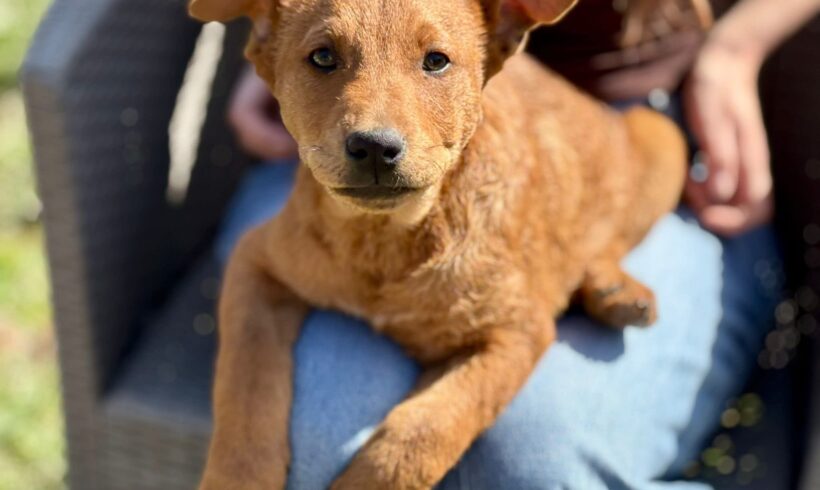 TOBI
