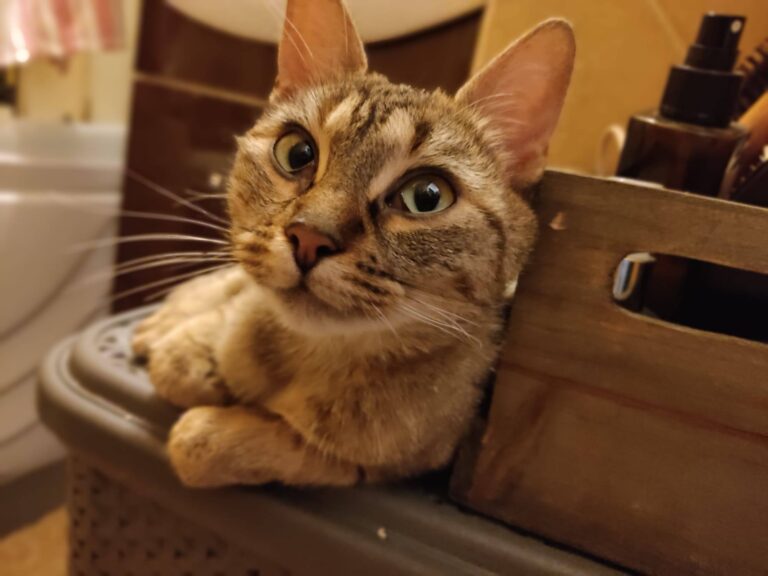 PRUD_11