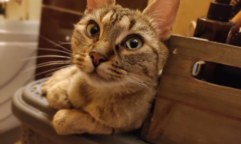 PRUDENCE