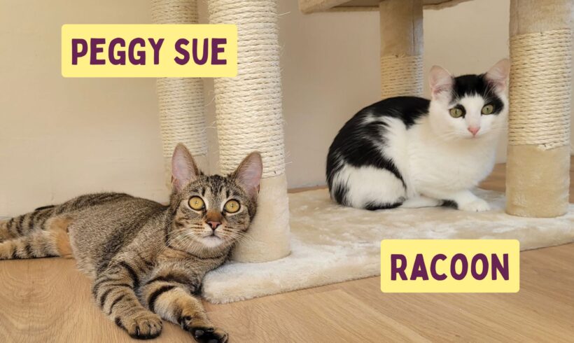 PEGGY SUE & RACOON