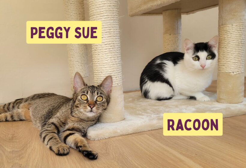 PEGGY SUE & RACOON