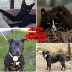 Kennst du das Black Dog/Cat Syndrom?