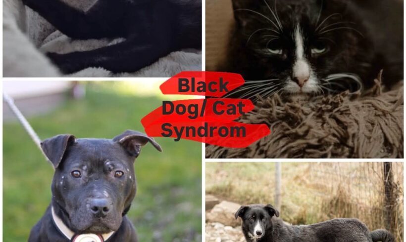 Kennst du das Black Dog/Cat Syndrom? Kennst du das Black Dog/Cat Syndrom?
