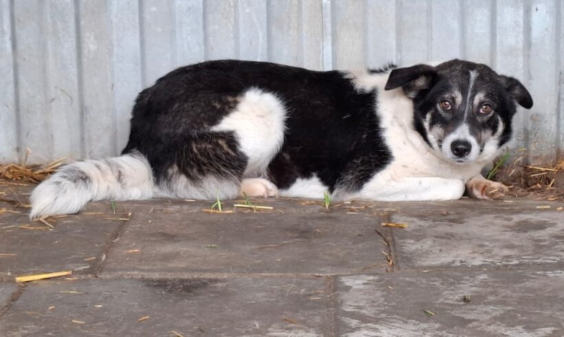 LULA