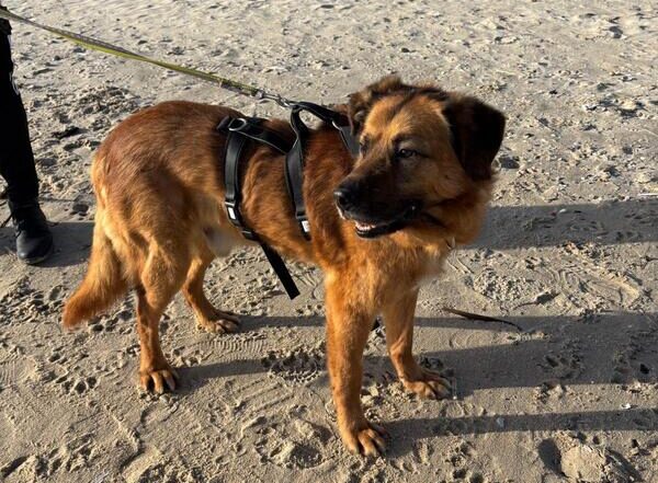 inbound5397873520871761346