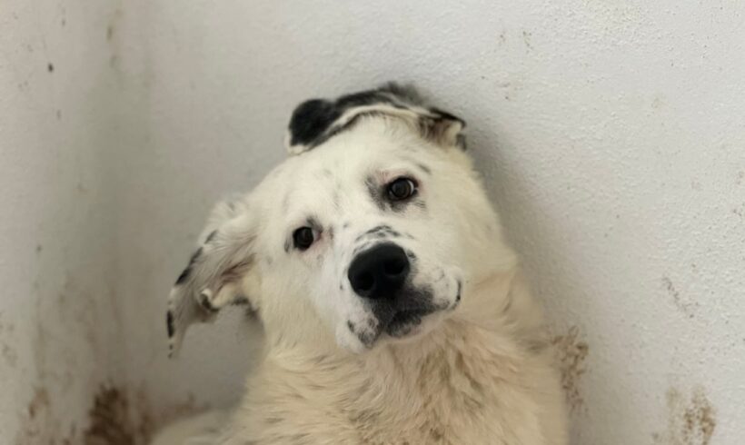 BENNY