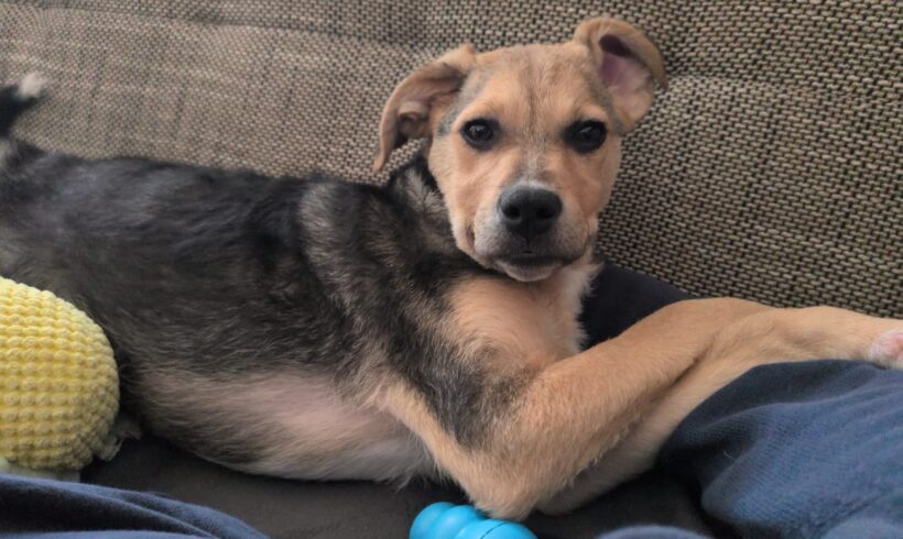 BONNIE